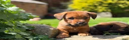 Mixed Breed dogs for sale: Exceptional Norfolk terrier x jrt pups ready now  - Advert 18