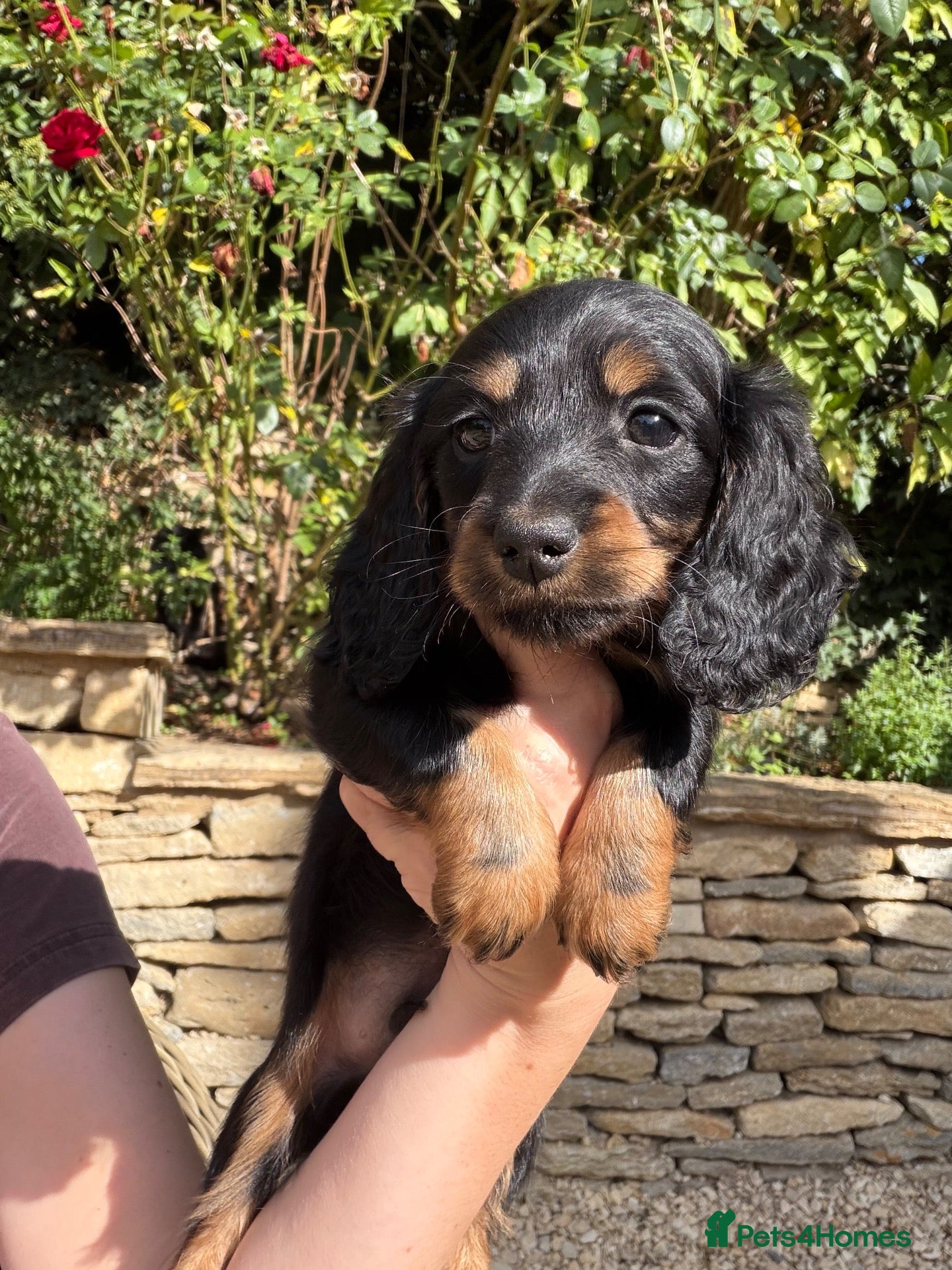 Miniature Dachshund dogs KC Long Haired Miniature Dachshund Puppies - Advert 14