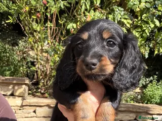 Miniature Dachshund dogs KC Long Haired Miniature Dachshund Puppies - Advert 14