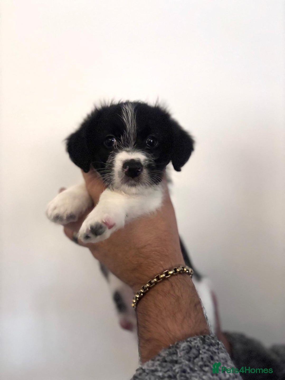 Mixed Breed dogs for sale: 3 beautiful Bichon Maltese mixed breed pups - Advert 11