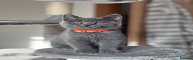 British Shorthair 4