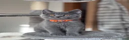 British Shorthair cats for sale: 💙Beautiful Blue British Shorthair Kittens💙 - Advert 8