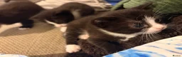 Mixed Breed cats for sale: Beautiful black and white fluffy kittens  in Holywell - Advert 3