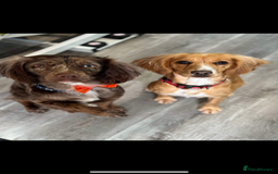 Sprocker dogs for sale: Beautiful Sprocker puppies - Image 18