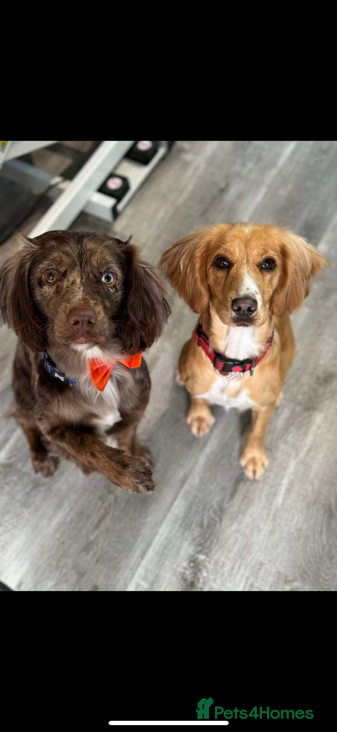 Sprocker dogs for sale: Beautiful Sprocker puppies - Image 18