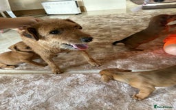 Mixed Breed dogs for sale: Beautiful puppies available  - Image 9