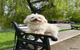 Maltese dogs for stud: Kc Maltese terrier stud in Chelmsford - Image 2