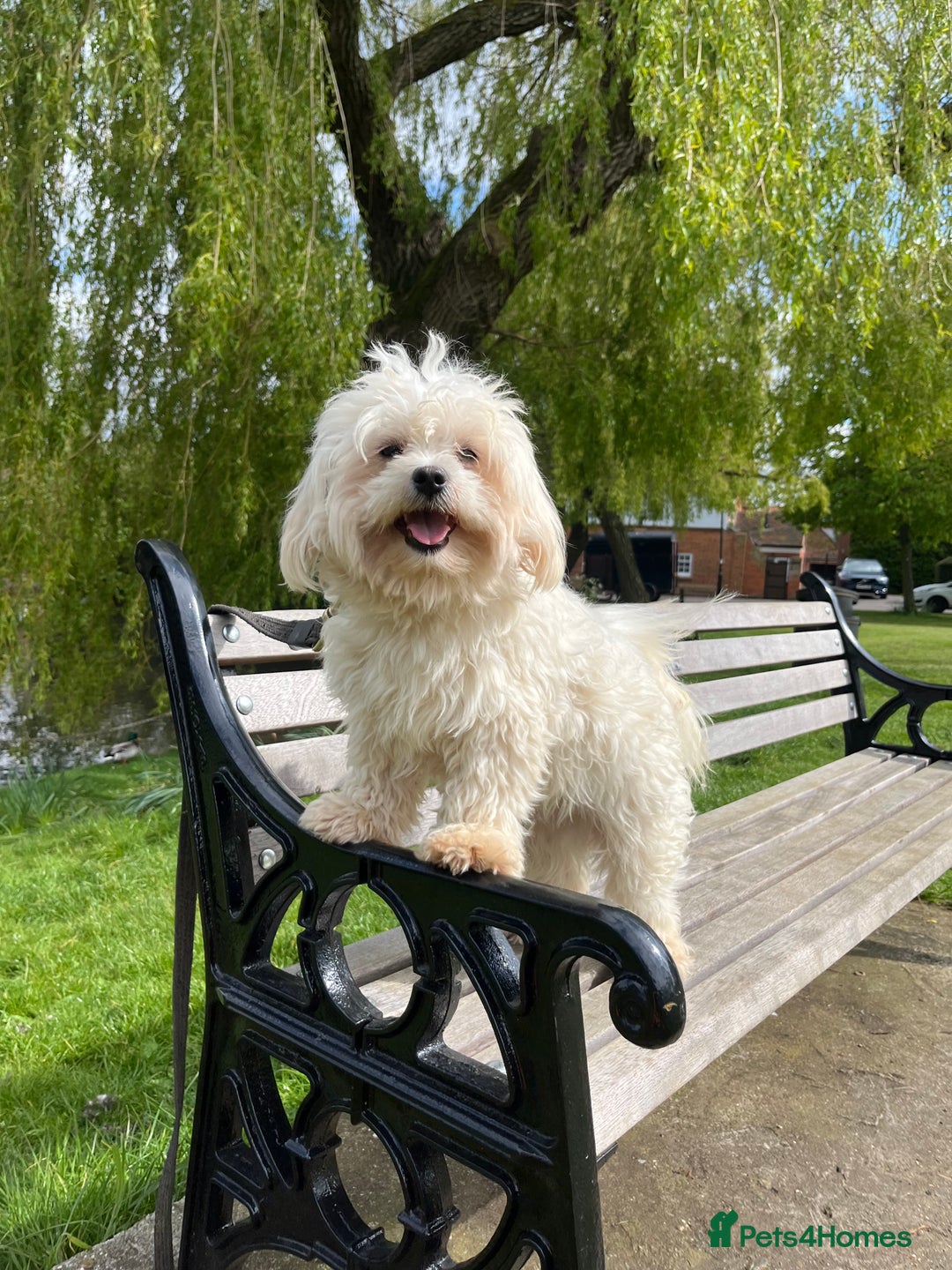 Maltese dogs for stud: Kc Maltese terrier stud in Chelmsford - Image 2