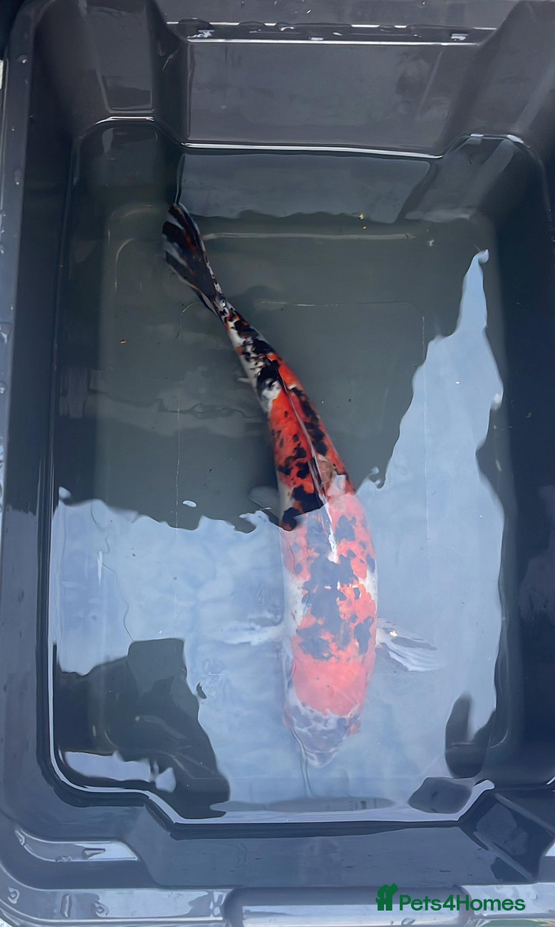 Koi Carp fish for sale: Koi carp  - Image 2