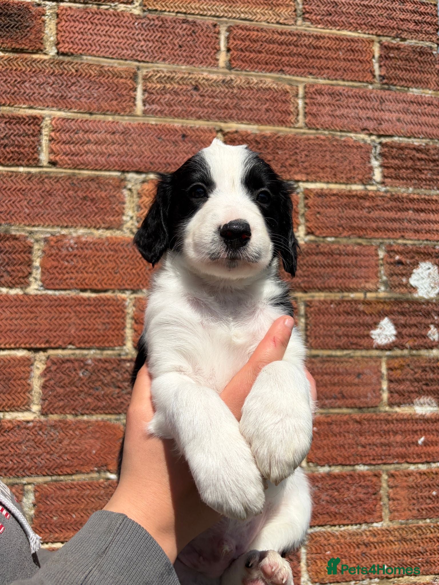 Mixed Breed dogs Sprollie Pups  - Advert 20