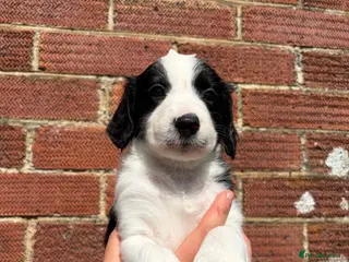 Mixed Breed dogs Sprollie Pups - Advert 20