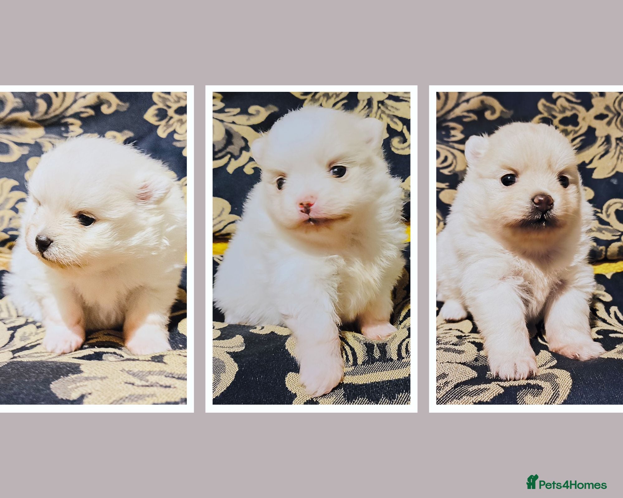 Pomeranian dogs Tiny white/cream KC Pomeranian puppies  - Advert 8