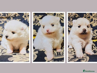 Pomeranian dogs Tiny white/cream KC Pomeranian puppies - Advert 8