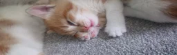 Domestic Shorthair cats for sale: Ginger kittens for sale - Advert 11