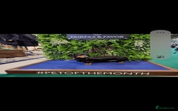 Dachshund dogs for stud: Stud dog - Image 2