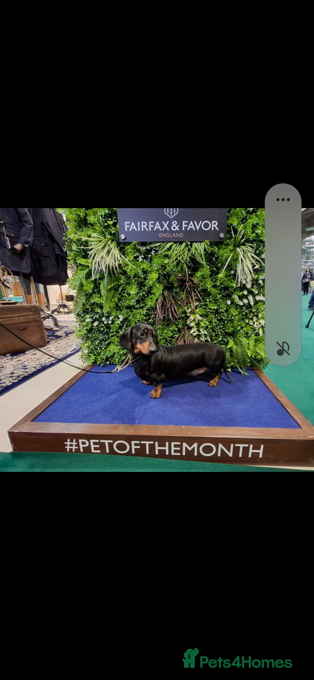 Dachshund dogs for stud: Stud dog - Image 2