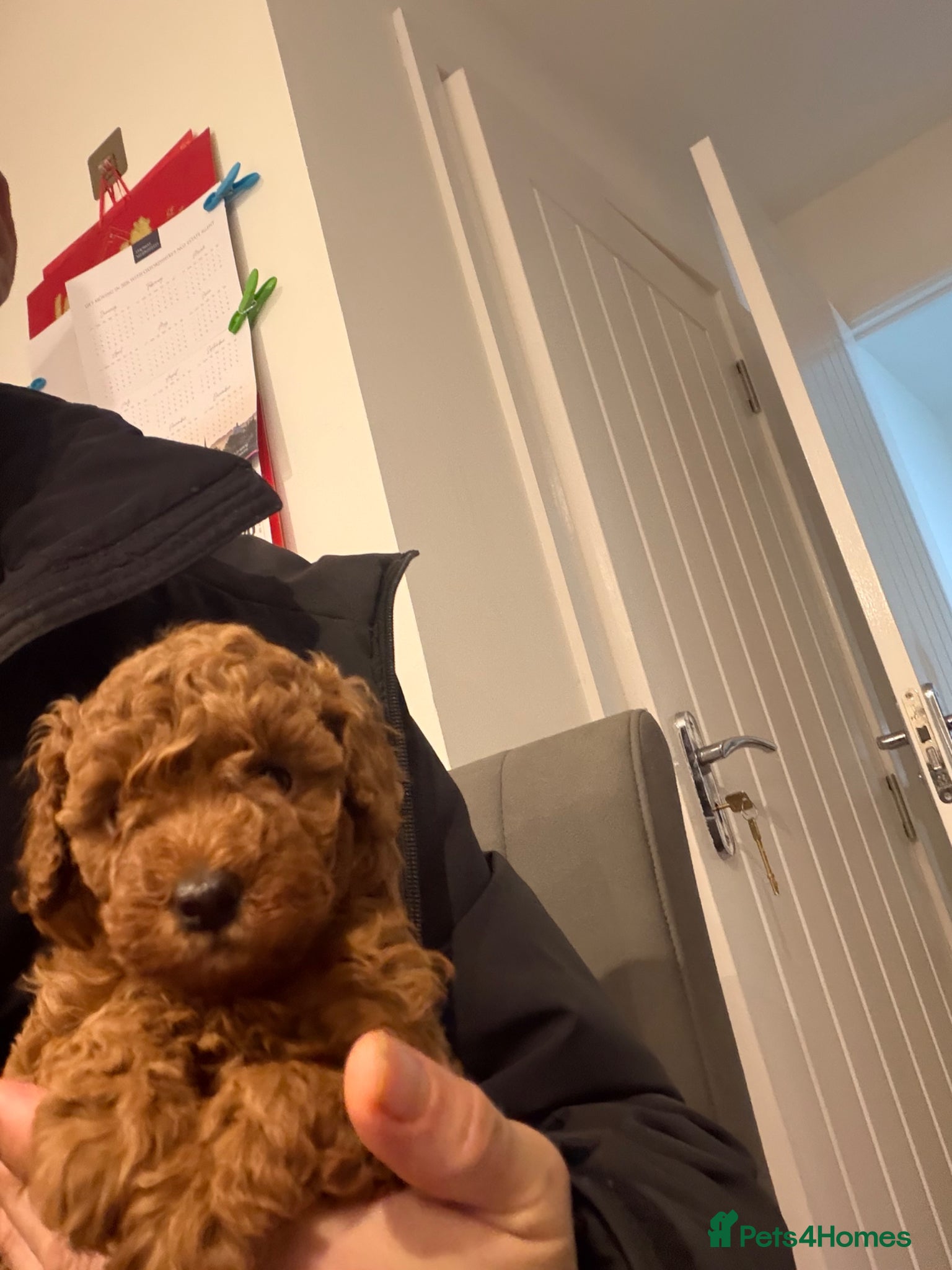 Toy Poodle dogs Kc red toy poodle puppy for sale  - Advert 11