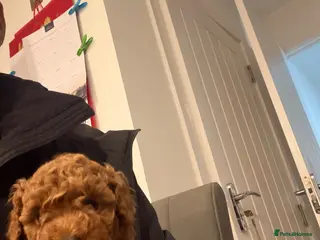 Toy Poodle dogs Kc red toy poodle puppy for sale - Advert 11