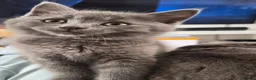 British Shorthair cats for sale: Beautiful British Shorthair Cross Kittens - Advert 3