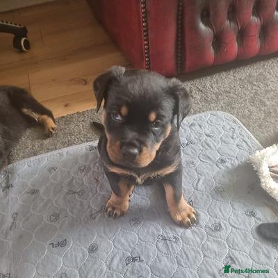 Rottweiler dogs Beautiful Rottweiler puppy - Advert 3