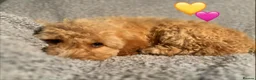 Cockapoo dogs for sale: 🐾 Stunning Litter of 8 Cockapoo Puppies! 🐾 - Advert 22
