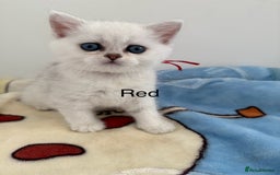 British Shorthair cats for sale: GCCF 🏆 British shorthair kitten🏆 - Image 5