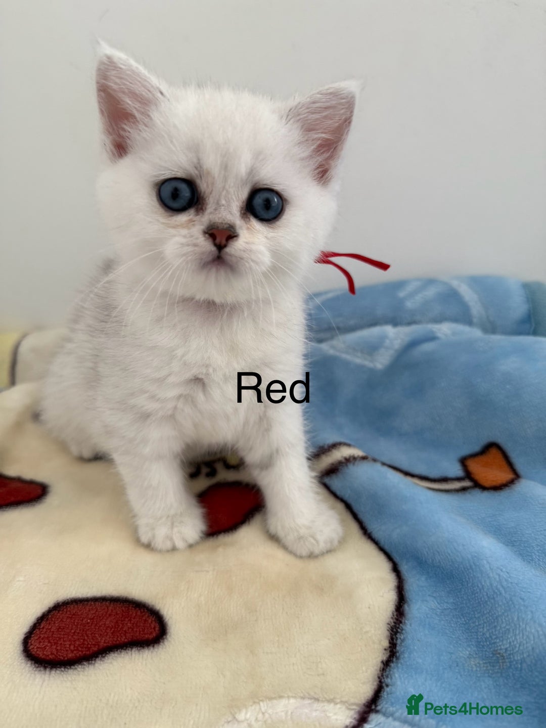 British Shorthair cats for sale: GCCF 🏆 British shorthair kitten🏆 - Image 5