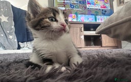 Mixed Breed cats for sale: Beautiful kittens  - Image 4
