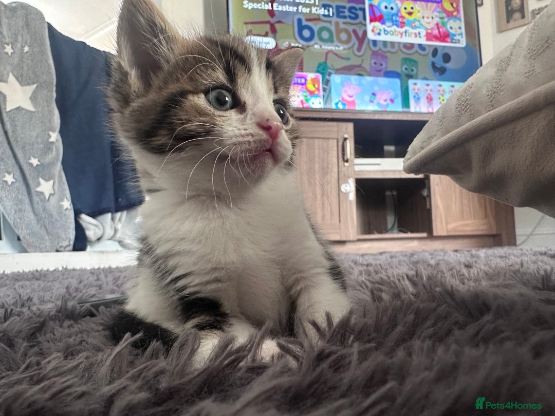 Mixed Breed cats for sale: Beautiful kittens  - Image 4
