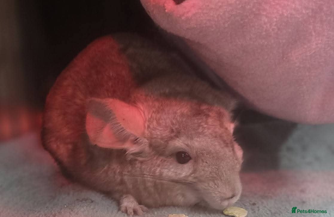 Chinchilla rodents 2 rescue rehome chinchillas male biege and violet  - Advert 6