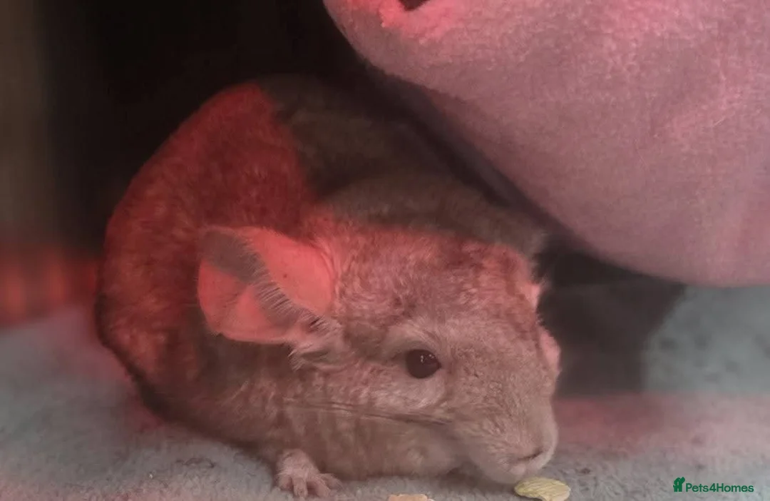 Chinchilla rodents for sale: 2 rescue rehome chinchillas male biege and violet  - Advert 1
