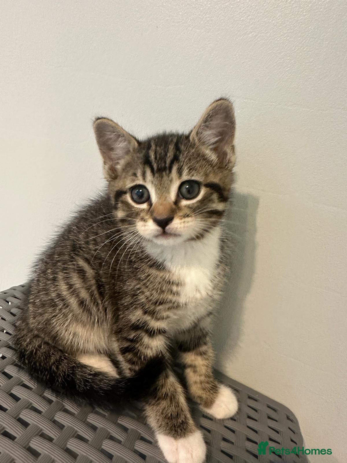 Bengal cats 4 beautiful half bengal kittens  - Advert 4