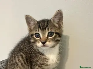 Bengal cats 4 beautiful half bengal kittens - Advert 4