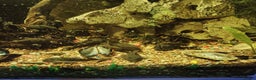 Plecos fish for sale: Plecos - Advert 3