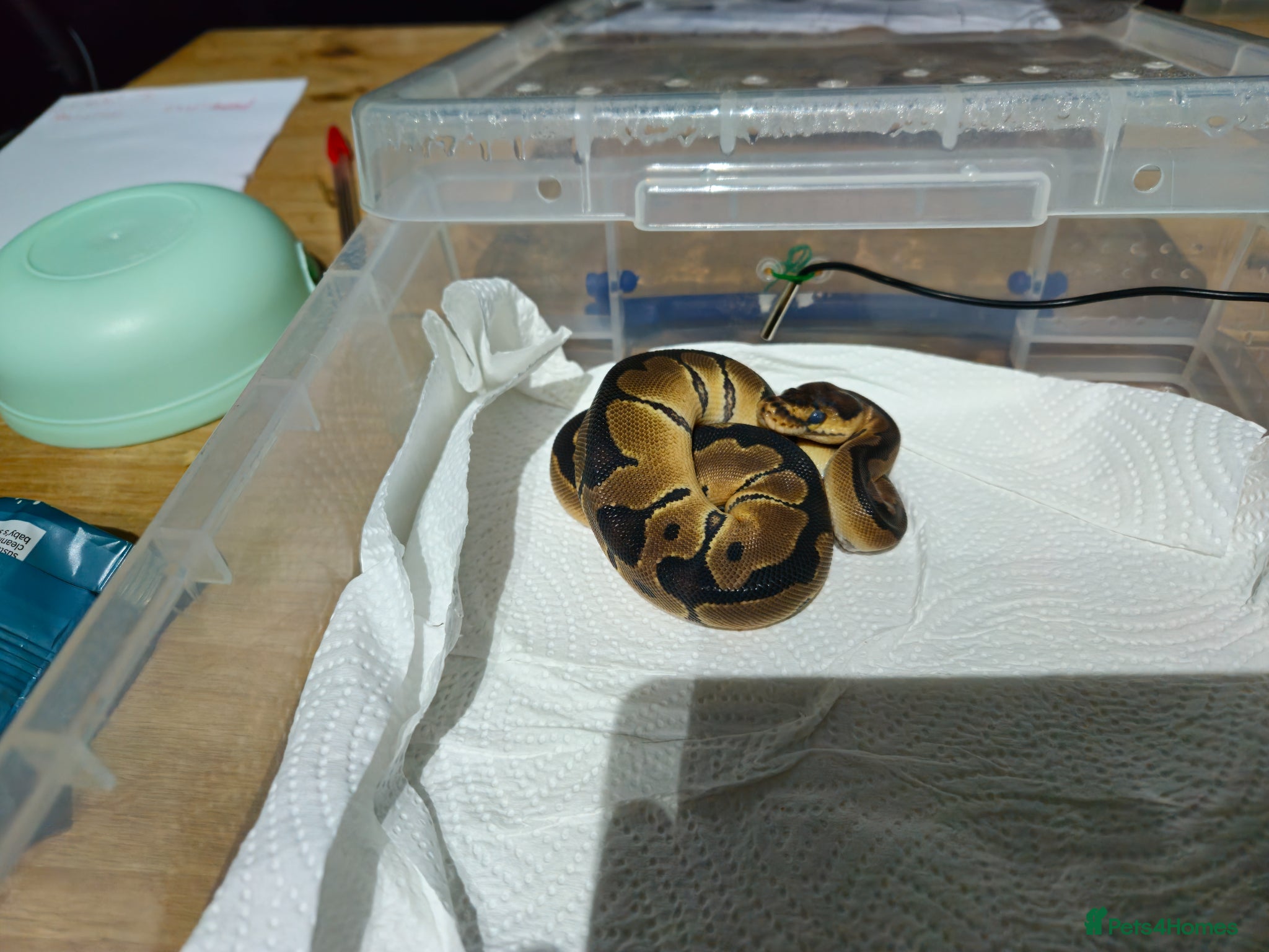 Python Snake reptiles for sale: spotnose het clown/ clown clutch - Advert 13