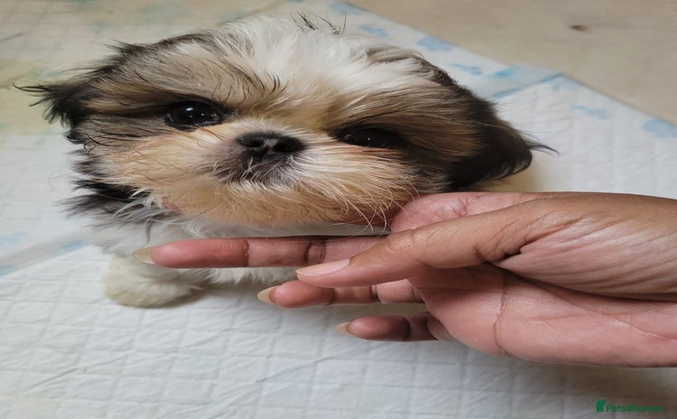 Shih Tzu dogs - Advert 5