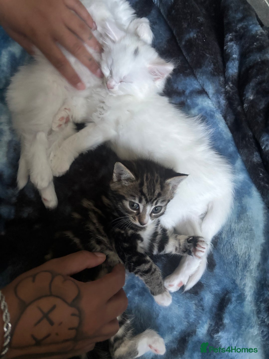 British Longhair cats for sale: 2 kittens and 1 young cat for sale!! - Image 1