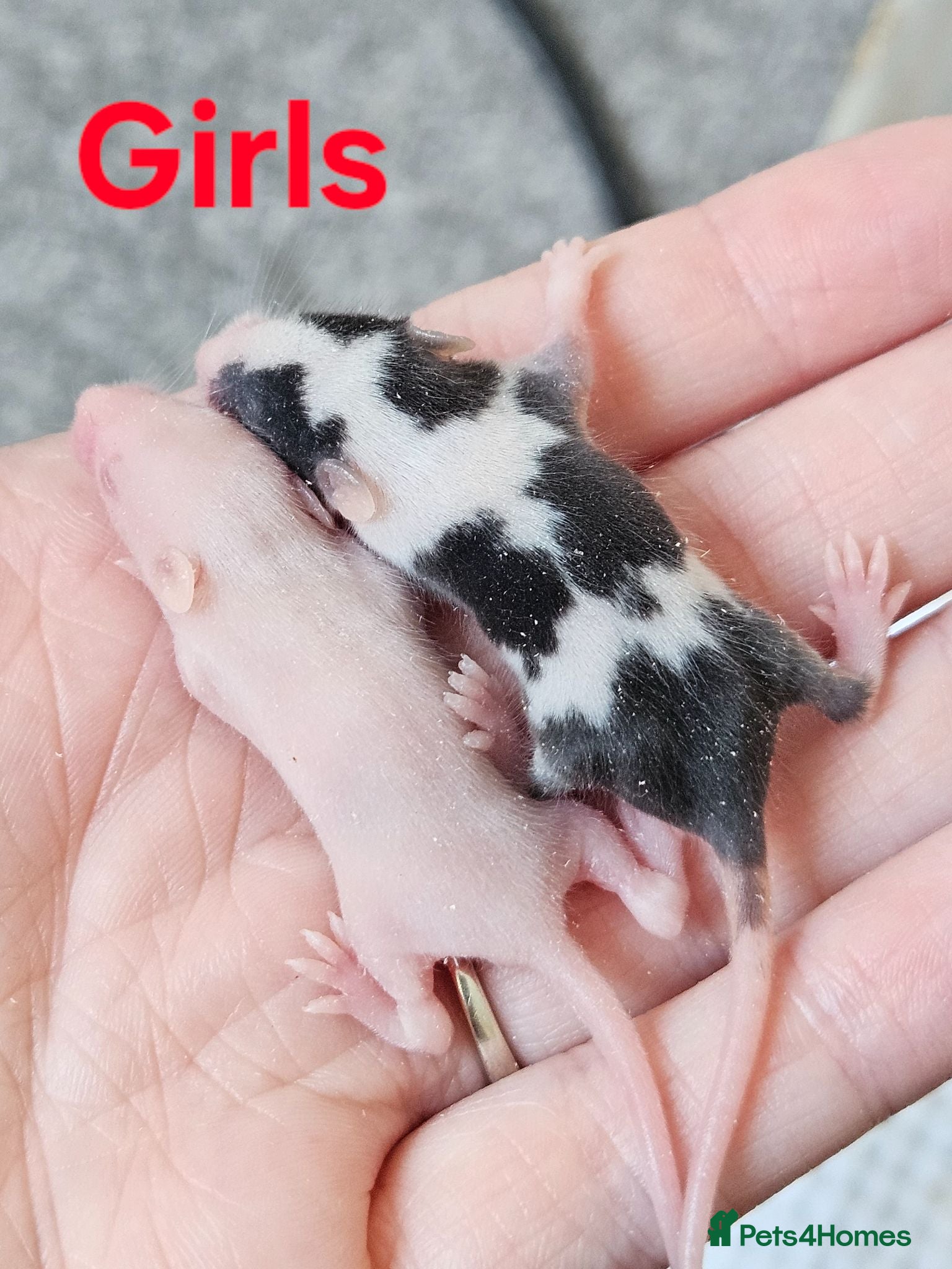 Mouse rodents Baby female fancy mice  - Advert 7