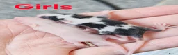 Mouse rodents for sale: Baby female fancy mice  - Advert 1