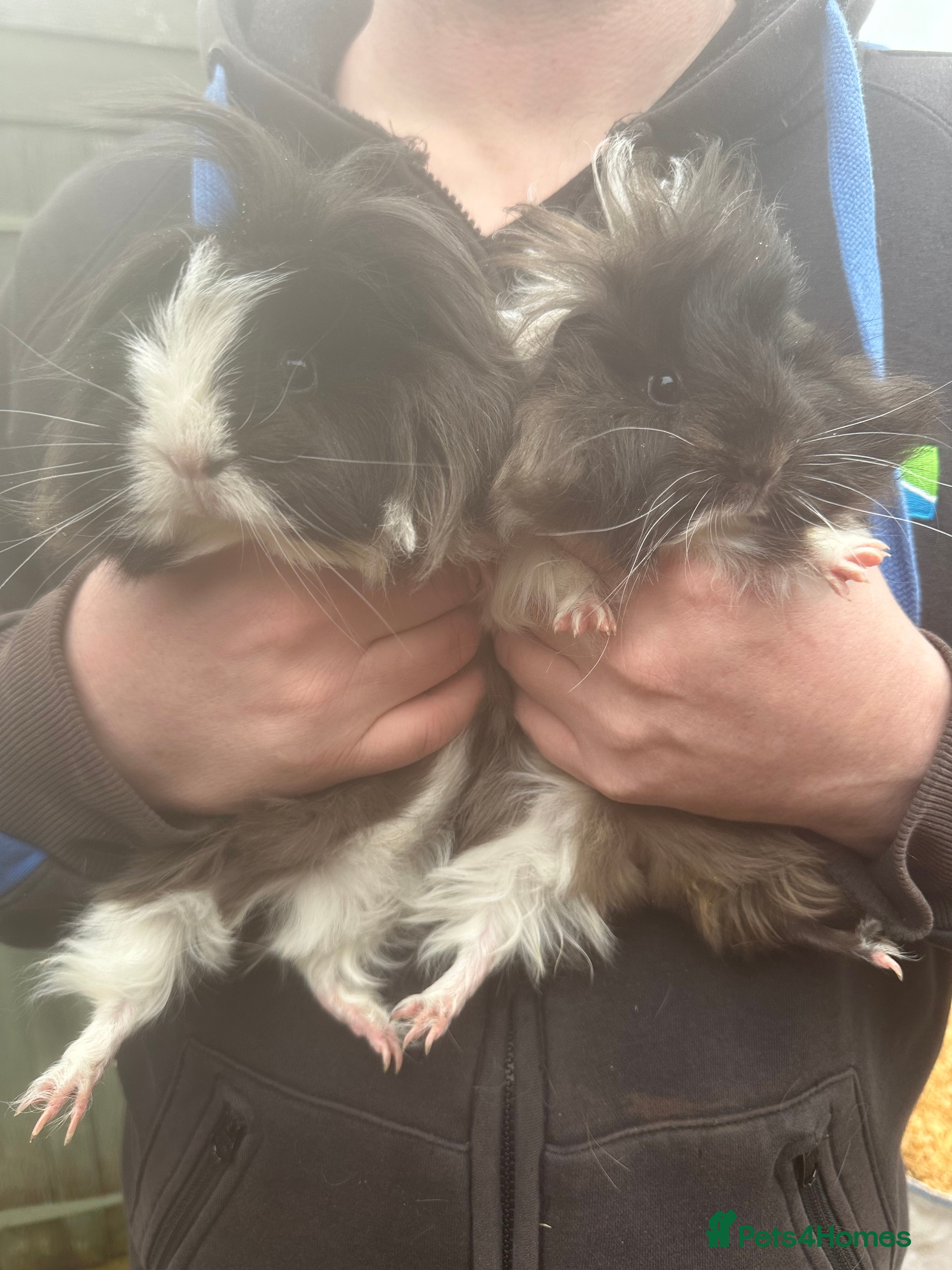Guinea Pig rodents Pair of Sheba black and white female piglets - Advert 2