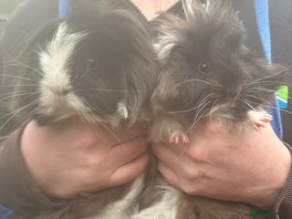 Guinea Pig rodents Pair of Sheba black and white female piglets - Advert 3