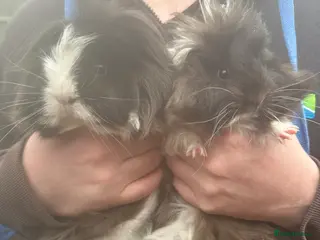 Guinea Pig rodents Pair of Sheba black and white female piglets - Advert 12