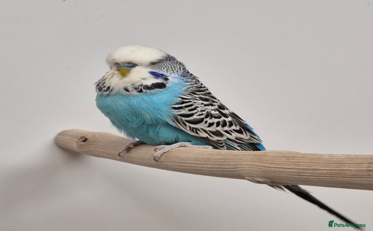 Budgerigars birds - Advert 1