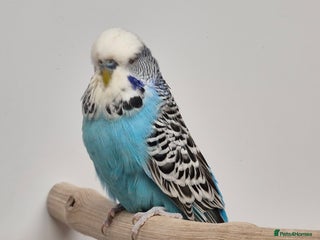Budgerigars birds - Advert 2