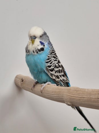 Budgerigars birds - Advert 1