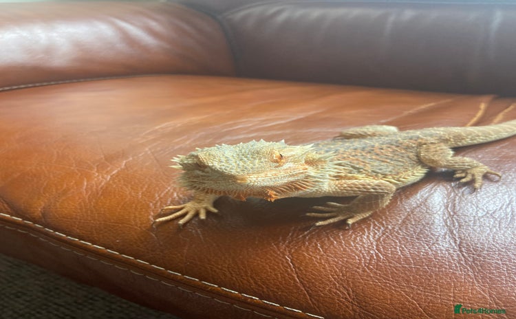 Bearded Dragon reptiles - Advert 11