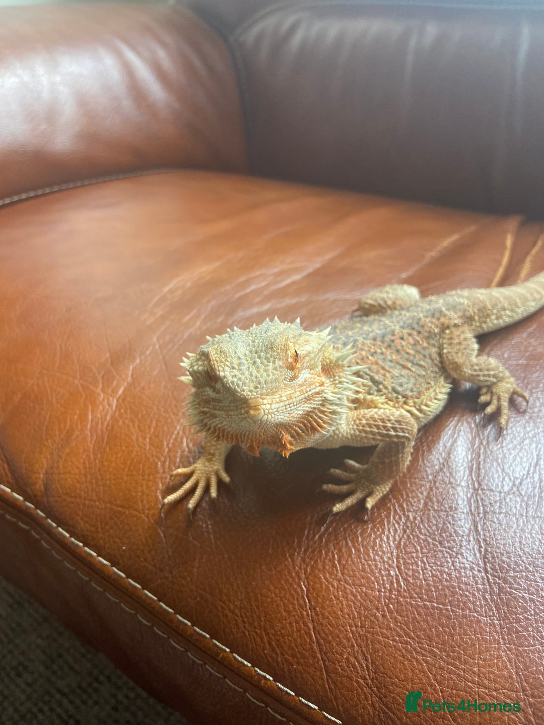 Bearded Dragon reptiles for sale: Bearded Dragon for sale - Image 1