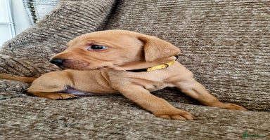 Hungarian Vizsla dogs - Advert 4