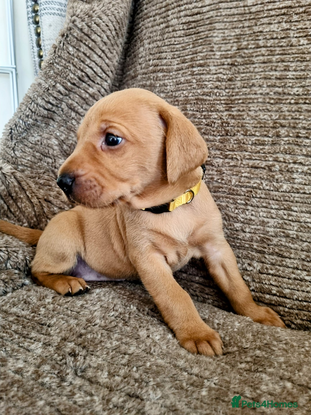 Hungarian Vizsla dogs for sale: Hungarian Vizsla x Fox Red Labrador Puppies - Image 5