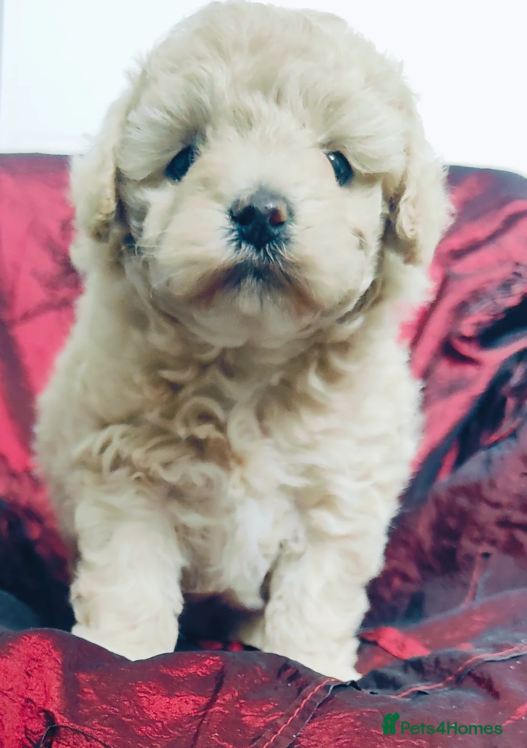 Cavapoo dogs for sale: Adorable Cavapoo Girl Cream/White, Ready soon  - Advert 8